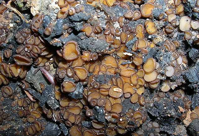 2005 :  Un anno di funghi